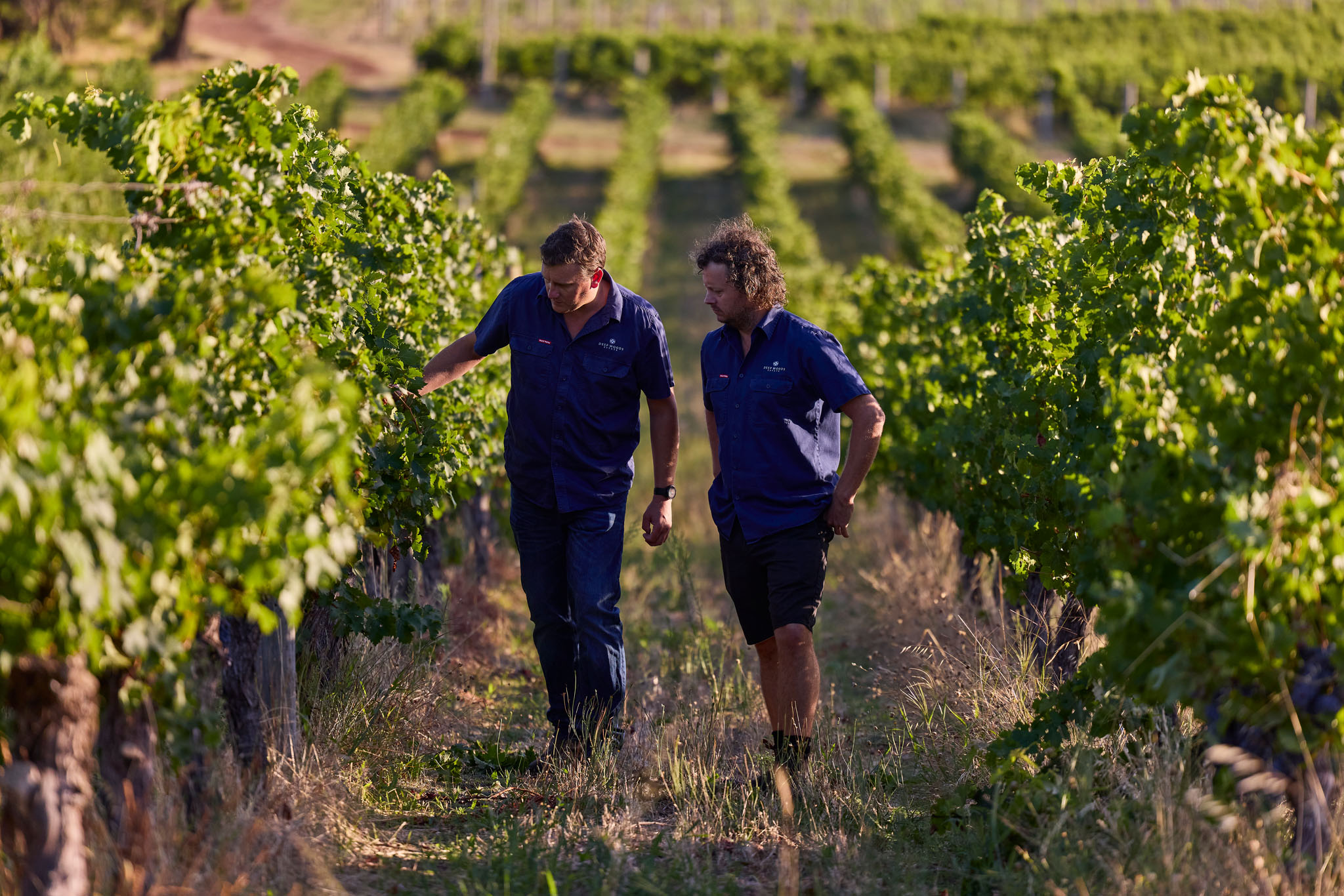 Two men inspecting the grapes at the vineyard 